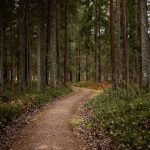 Off-Road Adventure Spots: Best Dirt Biking Trails in Southern Ontario