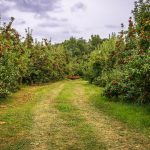 Seasonal Farm Stays: Pick-Your-Own Farms in Southern Ontario