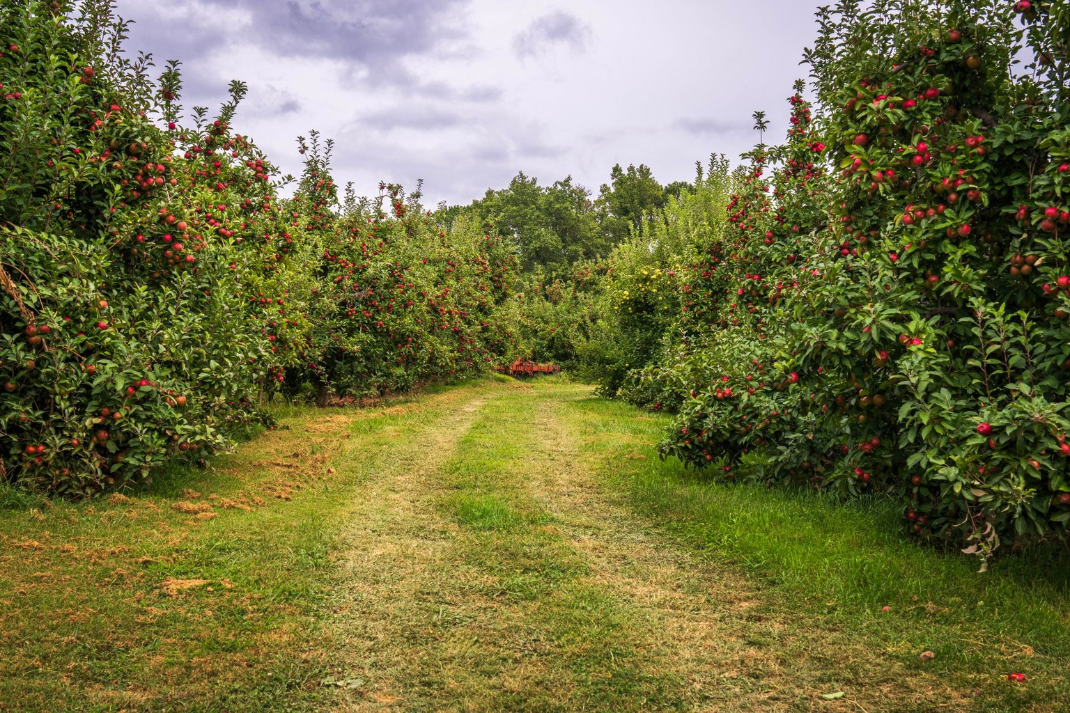 Seasonal Farm Stays: Pick-Your-Own Farms in Southern Ontario