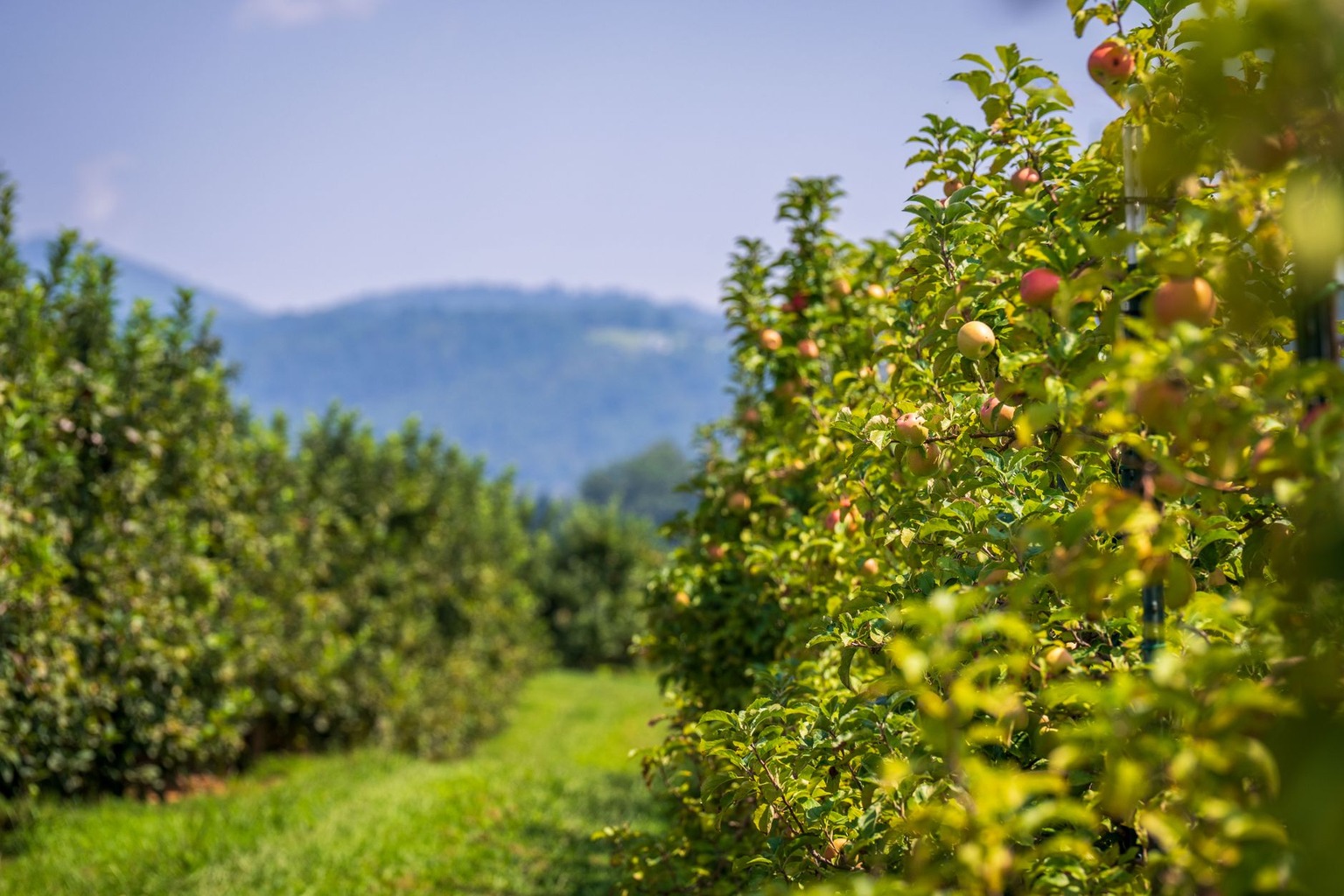 Seasonal Farm Stays: Pick-Your-Own Farms in Southern Ontario — Visitor Etiquette and Orchard Preservation