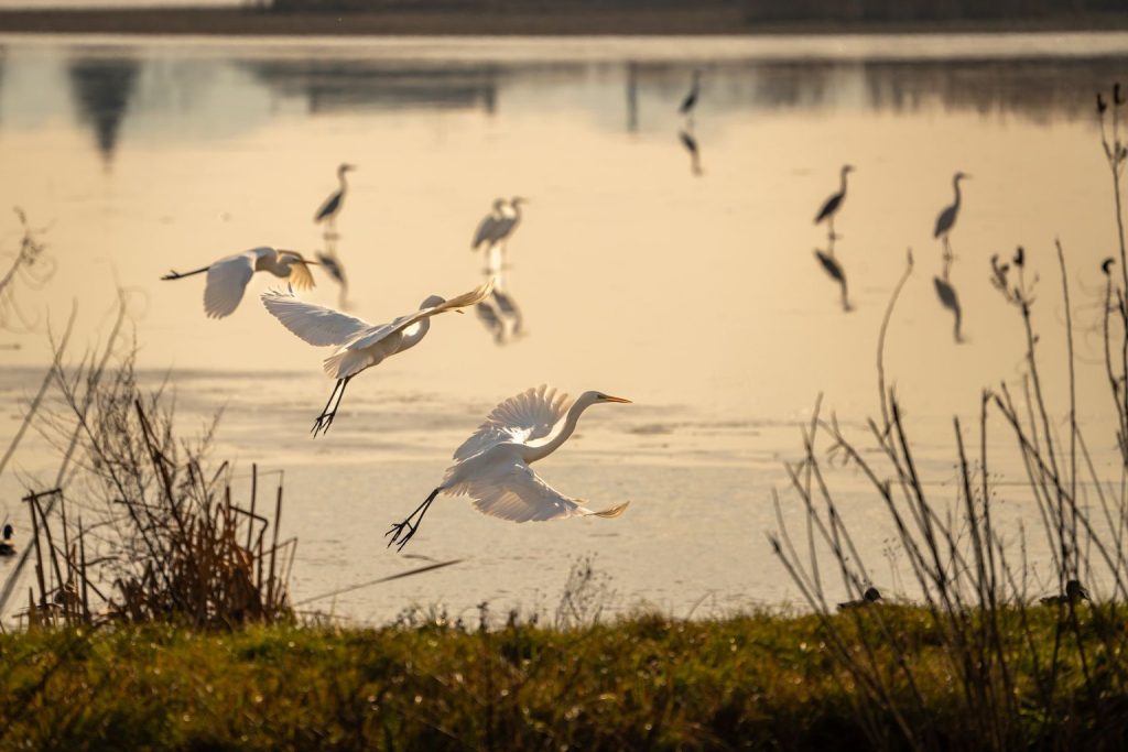 Southern Ontario bird migration routes