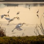 Southern Ontario bird migration routes